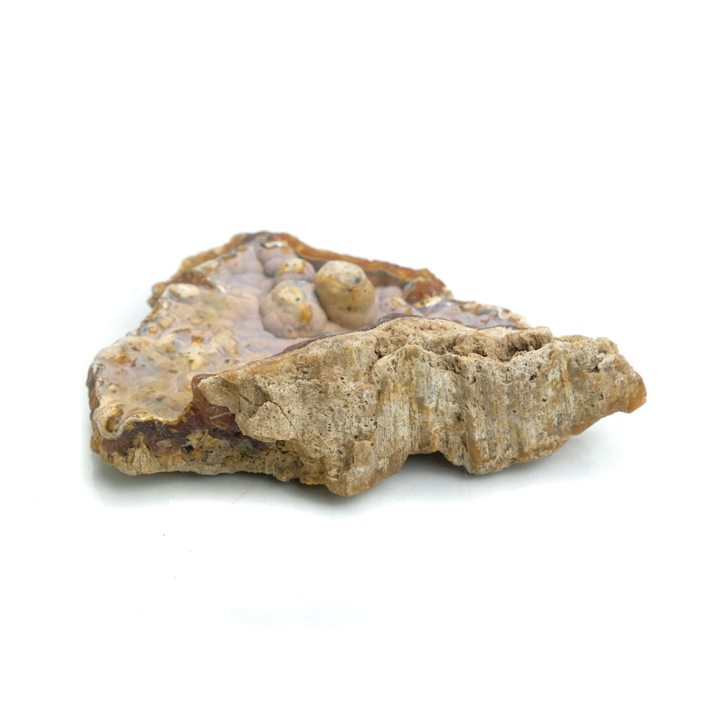 Fossilized Coral in Botryoidal Form with Silicate Druzy Specimen #97