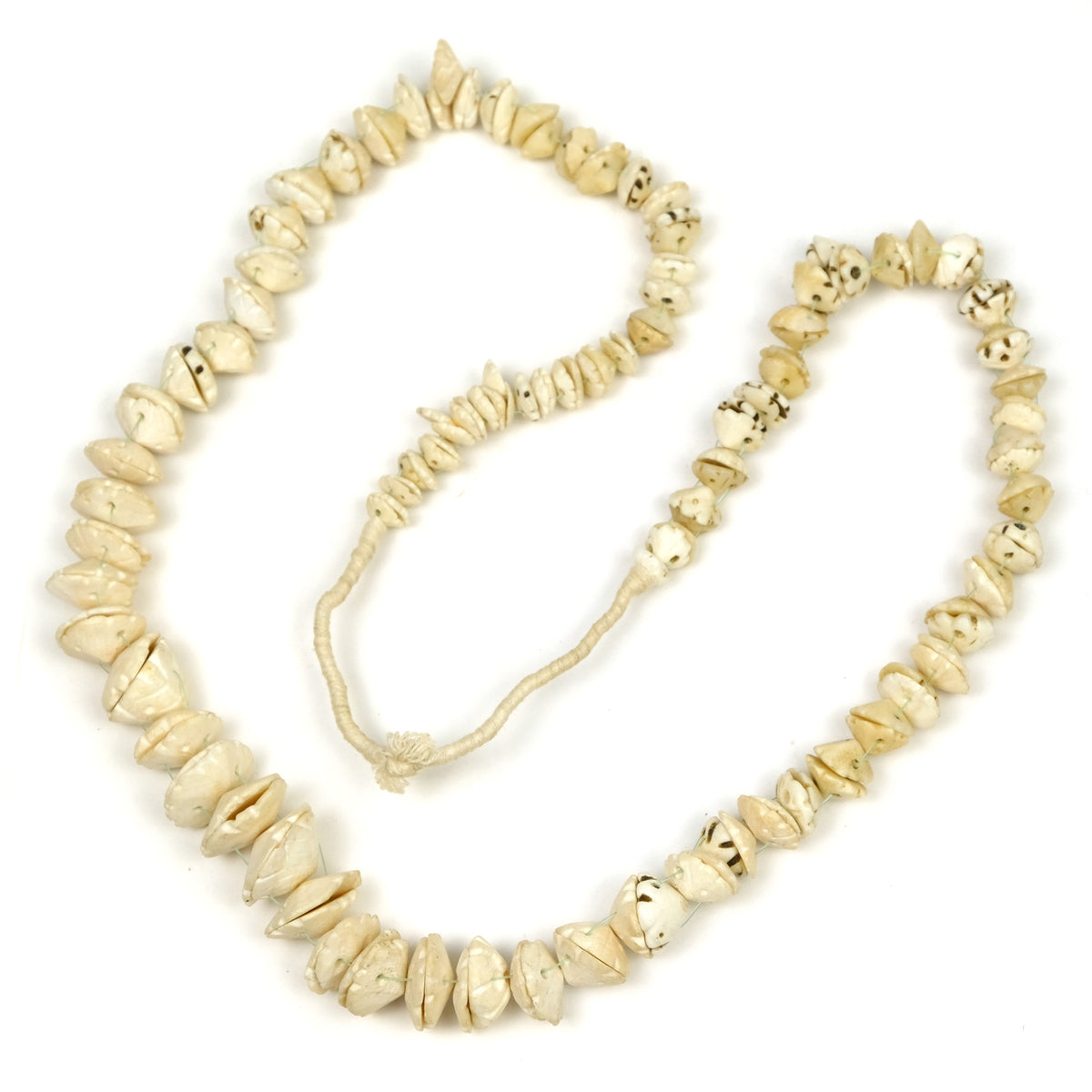 19th Century Conus Dowry Shell Beads – Beads of Paradise