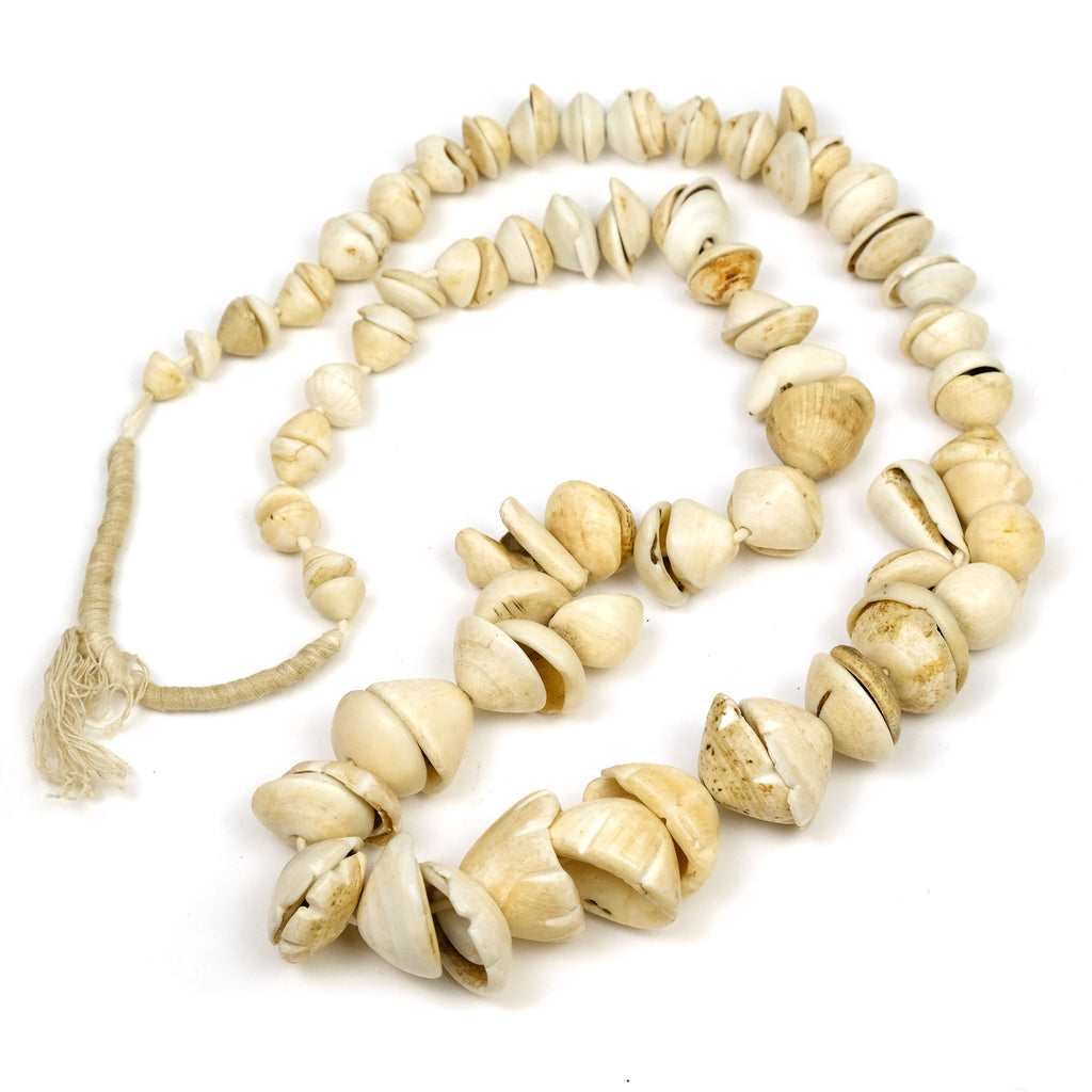 19th Century Conus Dowry Shell Beads